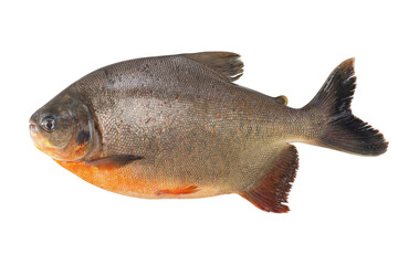 a tambaqui fish or colossoma macropomum isolated on white background.