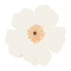 White Cosmos illustration minimalist flower vector