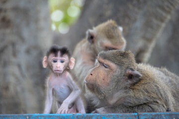 Baby Monkey with Family in a Natural Habitat