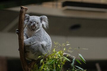 木の上でくつろぐ可愛いコアラ