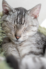 猫の寝顔をマクロレンズで撮影　サバトラ猫