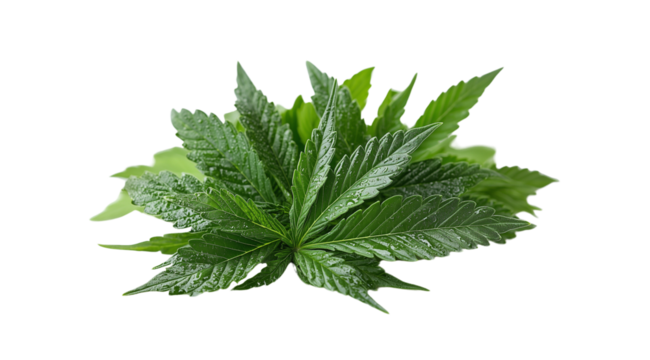 PNG, Medical, cannabis leaf isolated on white background, created and generated by AI technology.