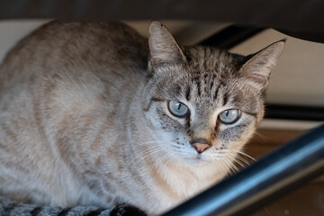家具の下に隠れる猫　シャムトラ猫