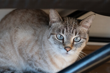 家具の下に隠れる猫　シャムトラ猫