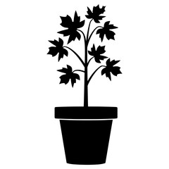 Obraz premium Potted plant with maple silhouette pot leaves vector