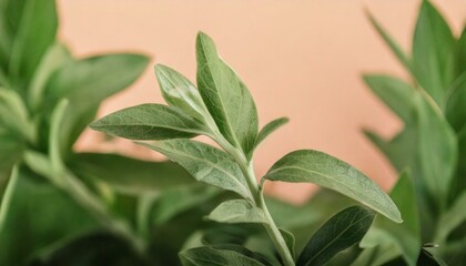 a close-up picture of a part of a plant