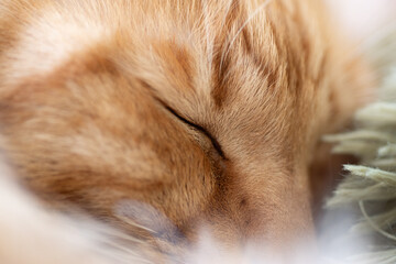 眠る猫の顔をマクロレンズで撮影　茶トラ猫