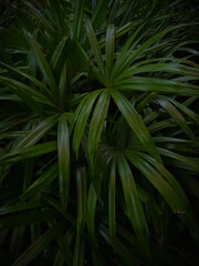 palm leaf pattern on black background