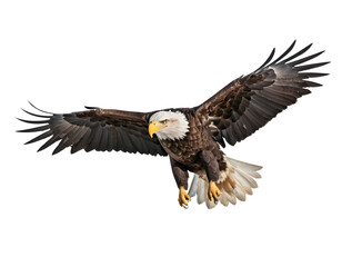 Fototapeta premium Majestic Bald Eagle in Flight Against a Transparent Background