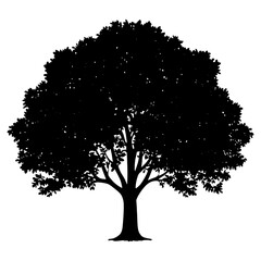 Fototapeta premium Big tree silhouette illustration nature vector