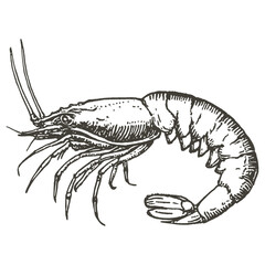 Shrimp seafood sketch white vector
