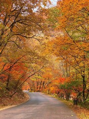 Autumn leaves