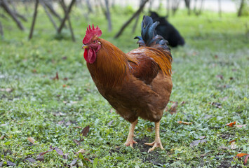 1,수탉,서기,잔디,풀,한국 © JinChang