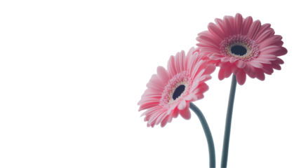 Pink gerbera daisies, isolated on transparent background 