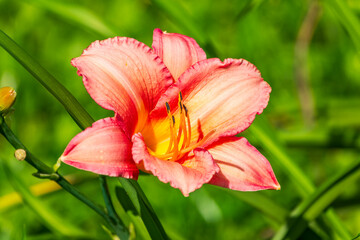 Close up of a single orange day lily, Hemerocallis fulva, in full bloom.