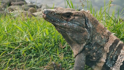 Fototapeta premium El garrobo, iguana, ctenosaura similis, frente a la hierba verde, tomado en Quepos, Costa Rica