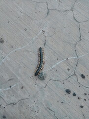 caterpillar on a road 