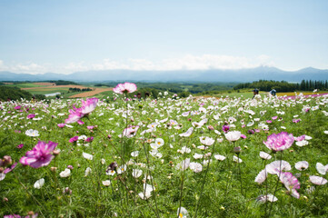 Hokkaido Summer