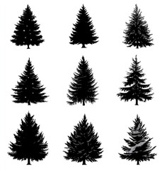 Fototapeta premium pine tree silhouette set, black on white background. Pine trees collection 