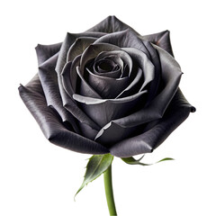 Gothic Elegance: A Black Rose Against a Pristine White Background, Perfect for Design Projects and  