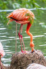 A newborn baby Rosa Flamingo, Phoenicopterus roseus, is full of care from its mother