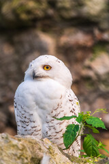 Fototapeta premium A snowy owl sits on a rock cliff.