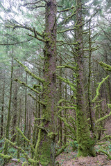 Obraz premium trees in the forest covered in moss
