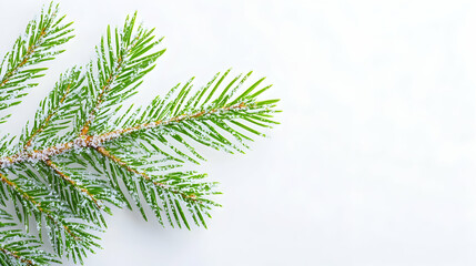 Obraz premium Snowy pine branch on white background, winter holiday design, greeting card