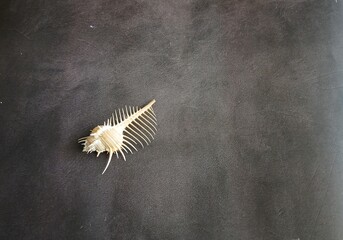Decorative white seashell on black background