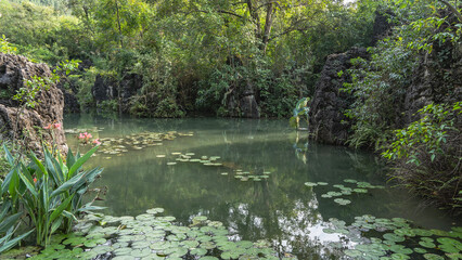 A pond in a tropical park. The leaves of water lilies on the surface of the water. Lush green vegetation on the shores. China. Tianxingqiao Scenic Area. Guizhou  