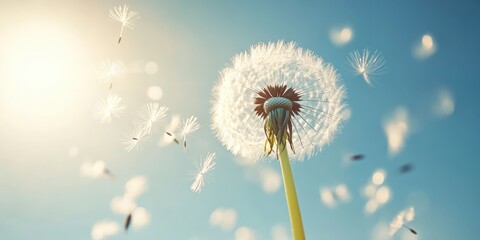 Obraz premium A delicate dandelion with seeds being gently blown away by the wind set against a clear blue sky