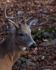 Sassy Whitetail Buck sticking out his tongue 