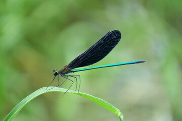 葉にとまるハグロトンボ © sigemin