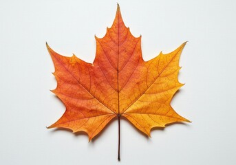 Obraz premium A dried red maple leaf with intricate veins and a natural gradient of autumn colors symbolizing seasonal beauty isolated on a white background