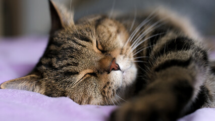 Sleeping cat. Background for cover, banner, postcard.