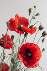  Vibrant red poppy flowers and buds displayed against a white background