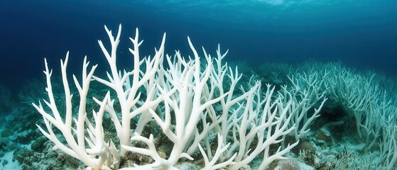 Naklejka premium Coral bleaching impact on marine ecosystems great barrier reef underwater photography ocean environment wide-angle view