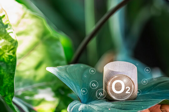 Reduce CO2 emissions to limit climate change and global warming. Tree canopy against oxygen O2 and carbon dioxide CO2 molecules.net zero.Carbon dioxide absorption and oxygen release concept