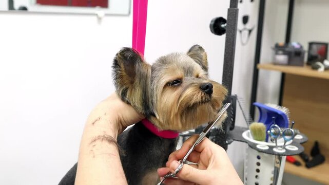 Dog grooming session at a local pet beauty salon. The groomer carefully trims the Yorkshire Terrier's fur with scissors while gently holding its head. Pet spa salon, animal care and maintenance