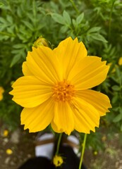 A vibrant yellow cosmos flower in focus, surrounded by blurred green leaves. Human feet subtly visible in the background, adding a personal and explorative narrative to the scene.