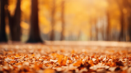 A forest with a lot of leaves on the ground