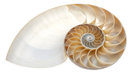 Obraz premium nautilus shell isolated on white