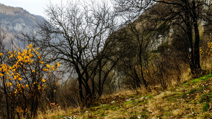 Obraz premium Autumnal mountain landscape, bare trees, yellow foliage, rocky hillside, misty valley