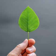 Hand holding a fresh green leaf in natural outdoor environment