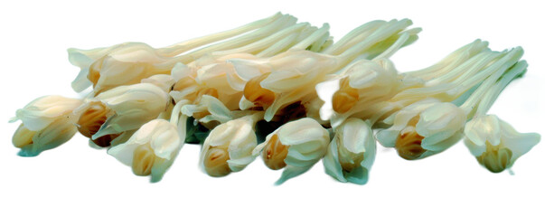 Fresh White Tulips with Delicate Petals and Soft Yellow Centers on a Clean Background for Floral Arrangement, Decoration, or Gift Ideas