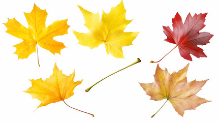 Fototapeta premium Colorful autumn maple leaves and cherry stem isolated on white; perfect for seasonal designs