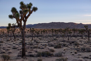 joshua tree national park