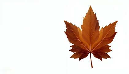 Fototapeta premium Detailed Autumn Maple Leaf Against a White Background