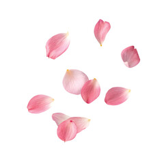 Floating Pink Petals in the Air, PNG file for mock-up.