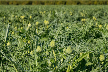 Field of Artichoke Growing in Mecca California